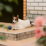 Научный анализ популярности слота The Dog House