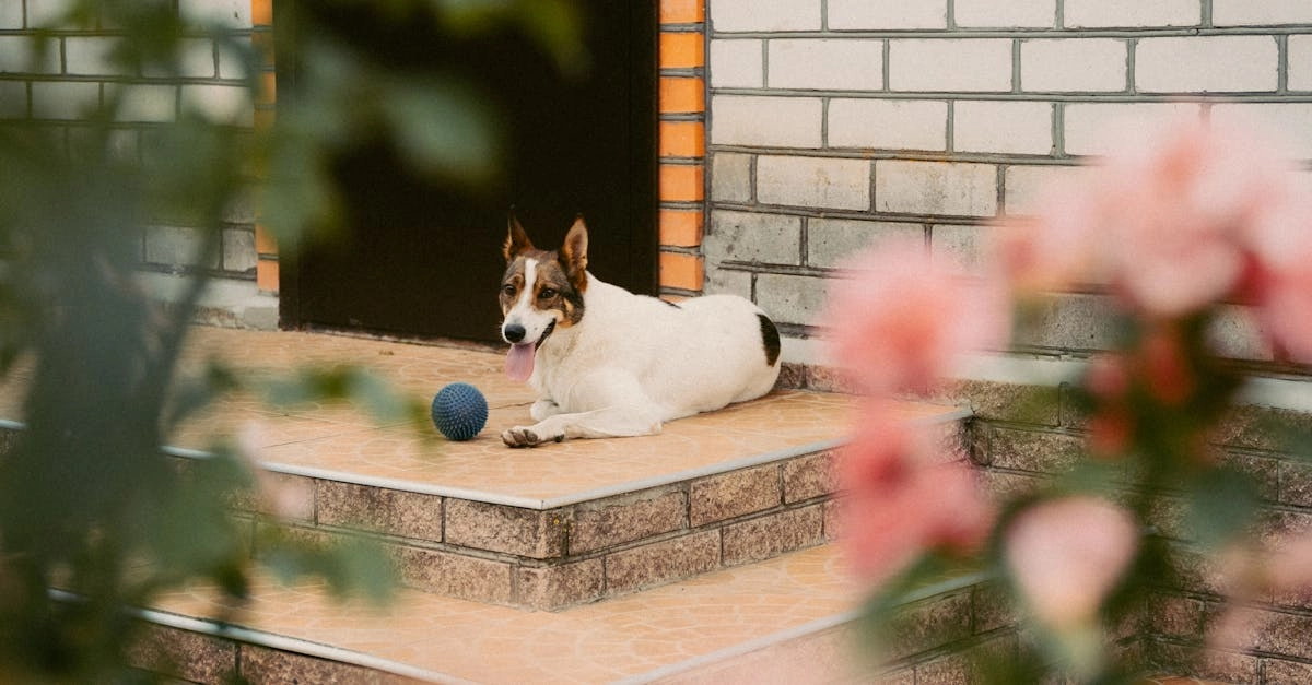 Научный анализ популярности слота The Dog House