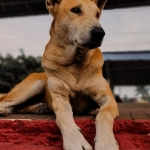 Программы лояльности онлайн-казино с бездепозитными бонусами