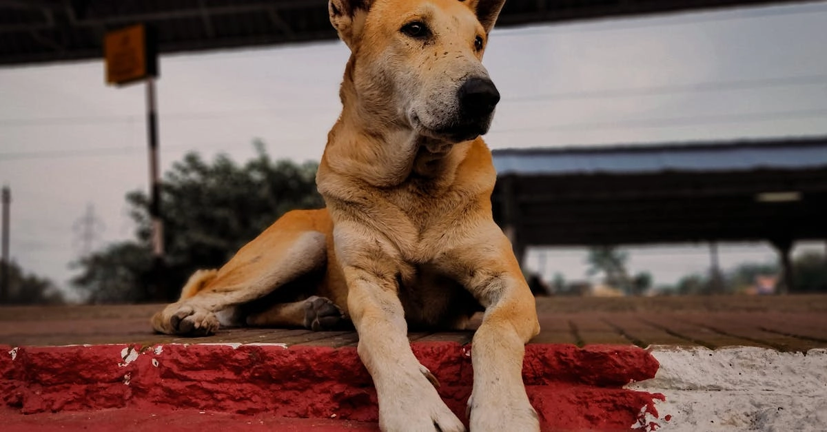 Программы лояльности онлайн-казино с бездепозитными бонусами