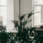 Немецкие игорные сайты онлайн и их цифровое развитие